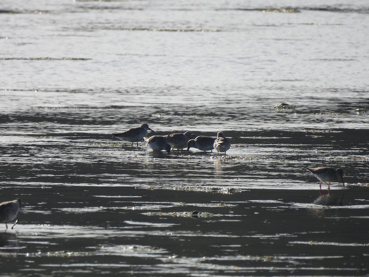 Bécasseau maubèche - ML647039796