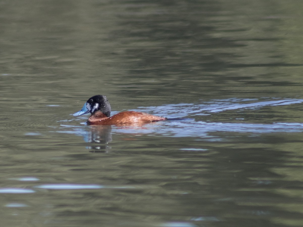 Andean Duck (andina) - ML647039797