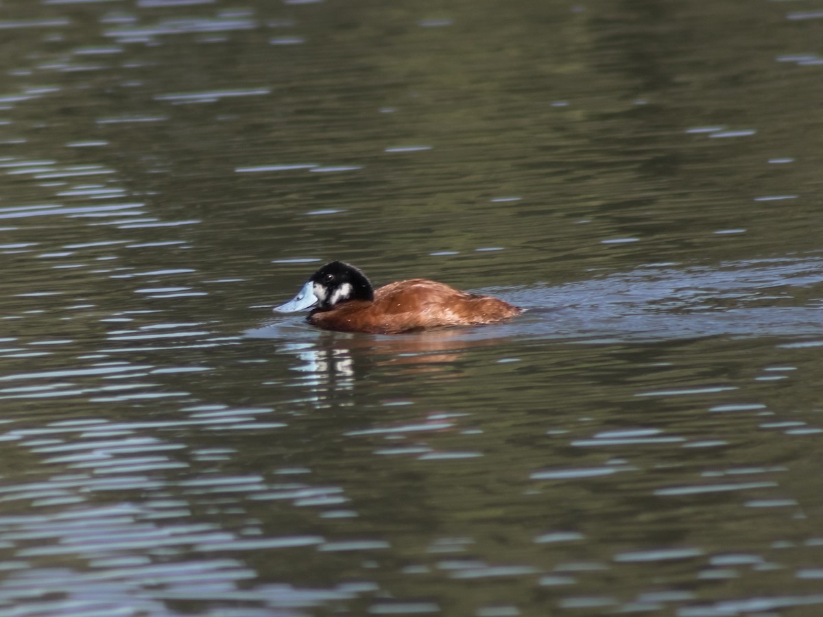 Andean Duck (andina) - ML647039798