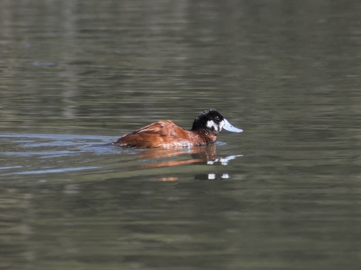 Andean Duck (andina) - ML647039799