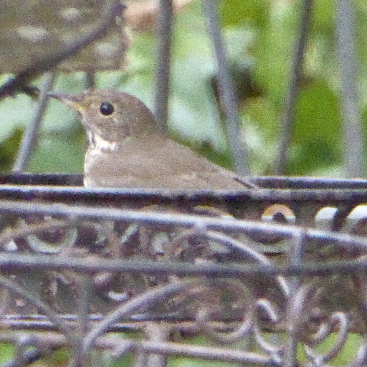Hermit Thrush - ML647039800