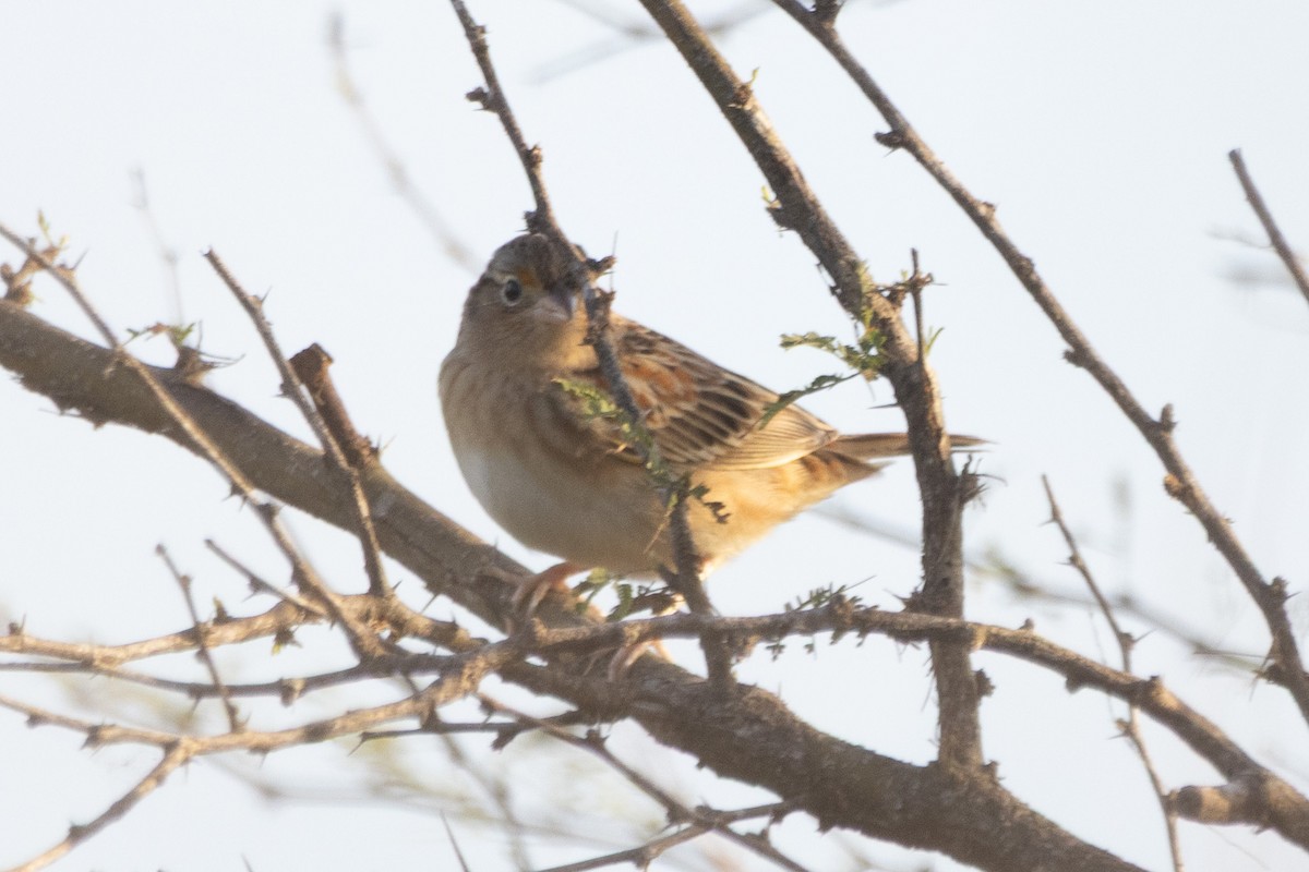 Grasshopper Sparrow - ML647039801