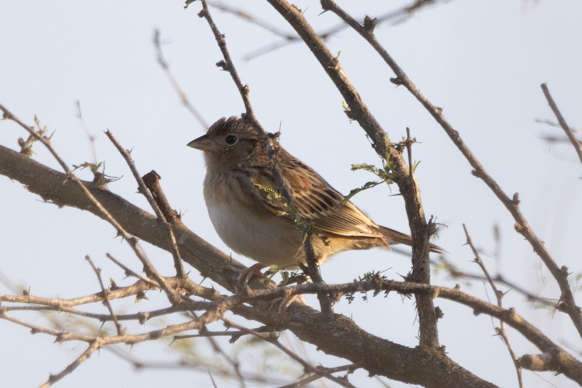 Grasshopper Sparrow - ML647039802