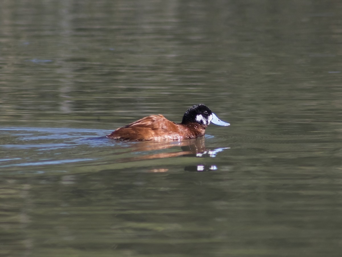 Andean Duck (andina) - ML647039805