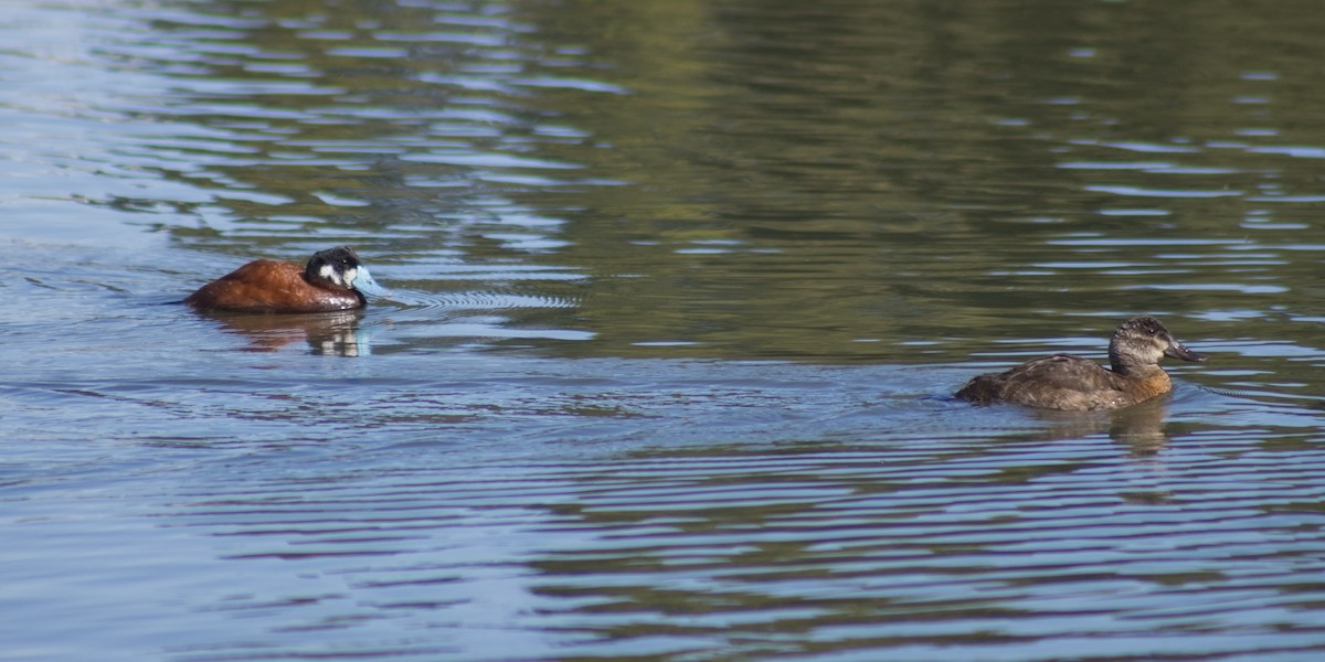 Andean Duck (andina) - ML647039806