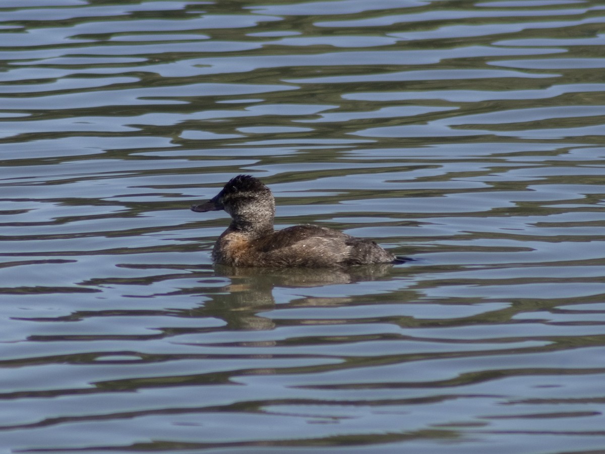 Andean Duck (andina) - ML647039807