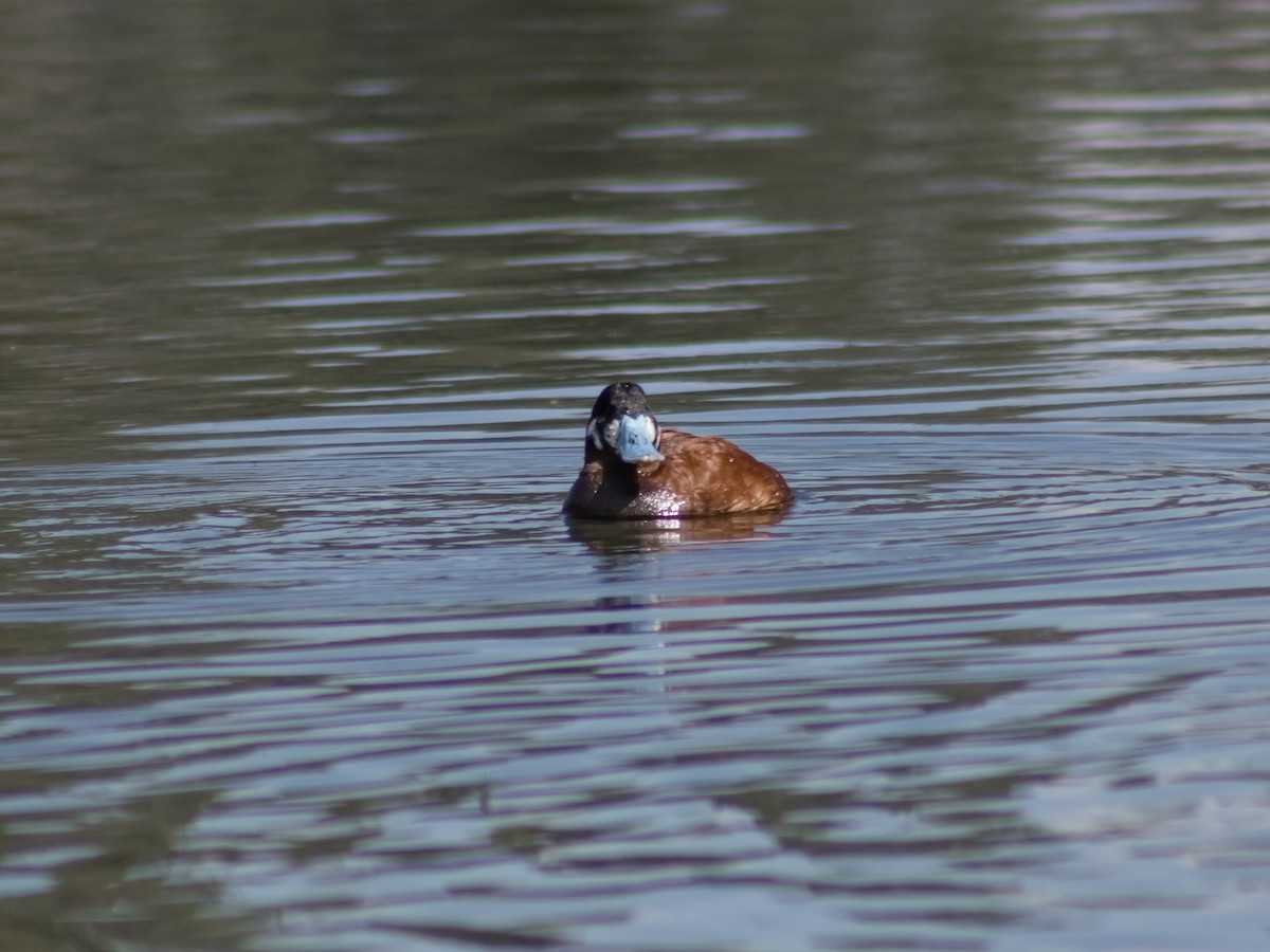 Andean Duck (andina) - ML647039809