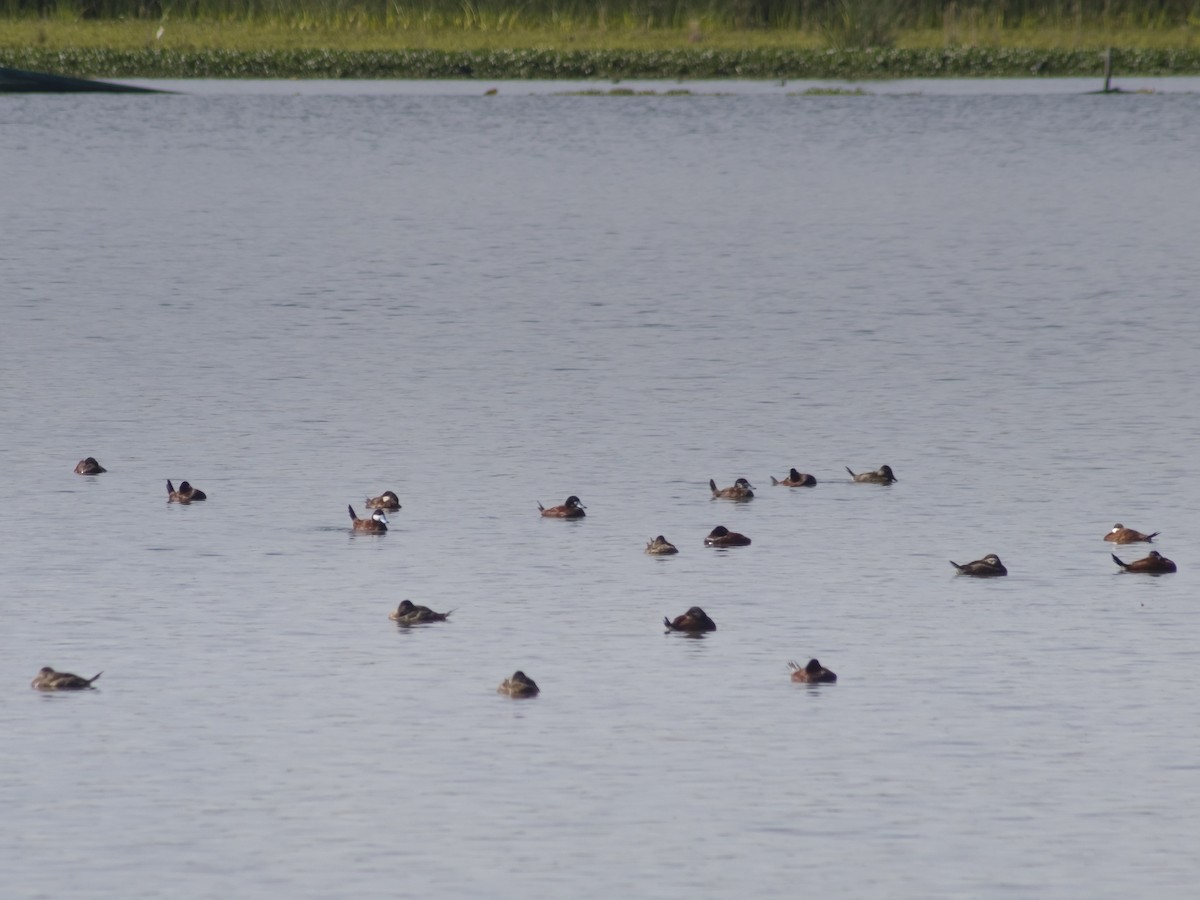 Andean Duck (andina) - ML647039810