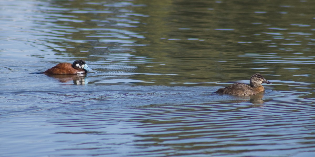 Andean Duck (andina) - ML647039811