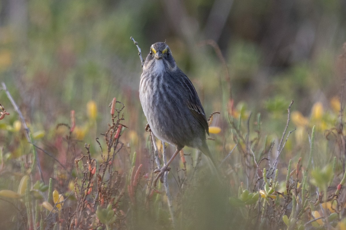 Seaside Sparrow - ML647039813
