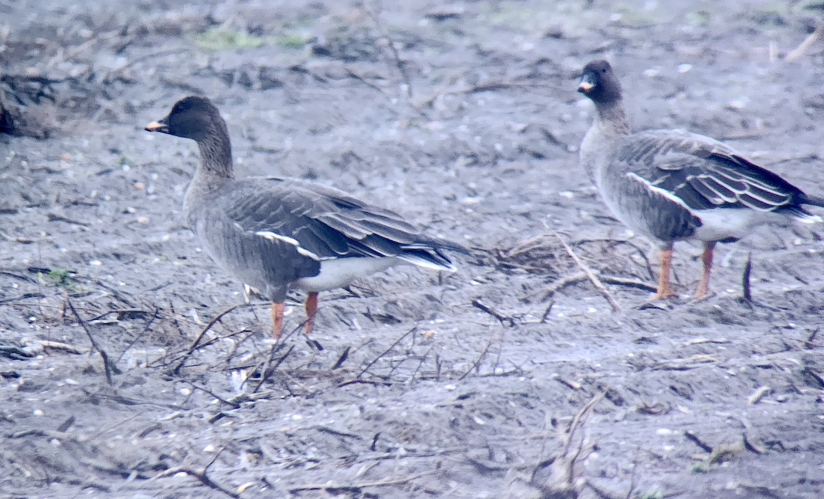 Tundra Bean-Goose - ML647039815