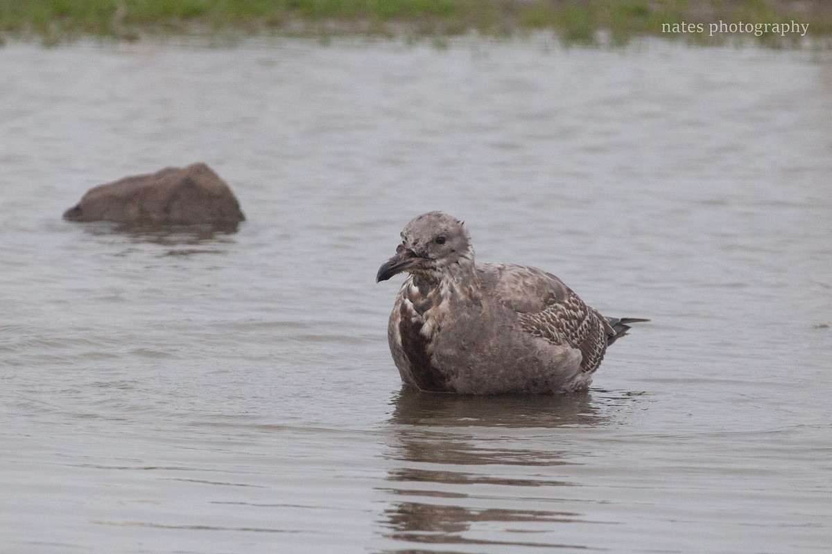 שחף בלתי-מזוהה - ML647039816