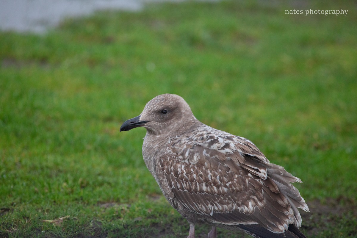 שחף בלתי-מזוהה - ML647039819