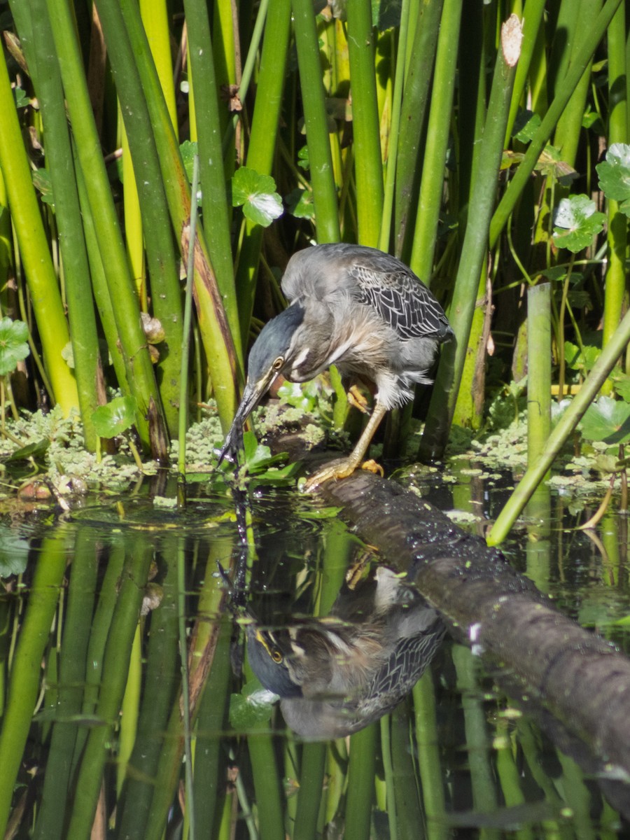 Striated Heron - ML647039828