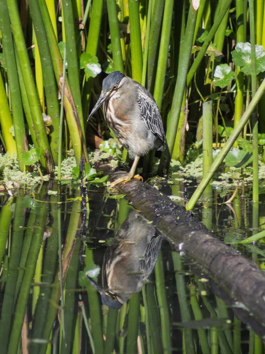 Striated Heron - ML647039829