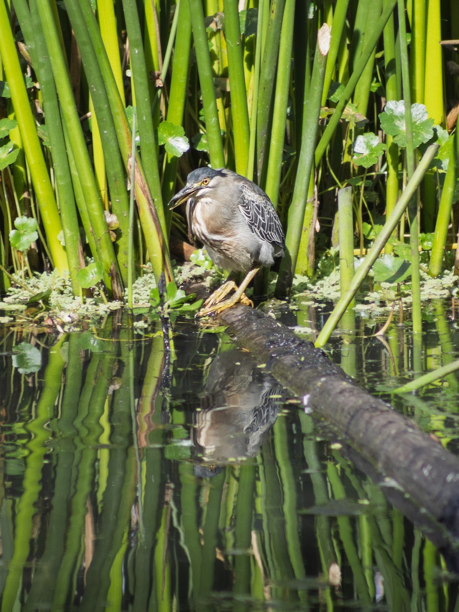 Striated Heron - ML647039830