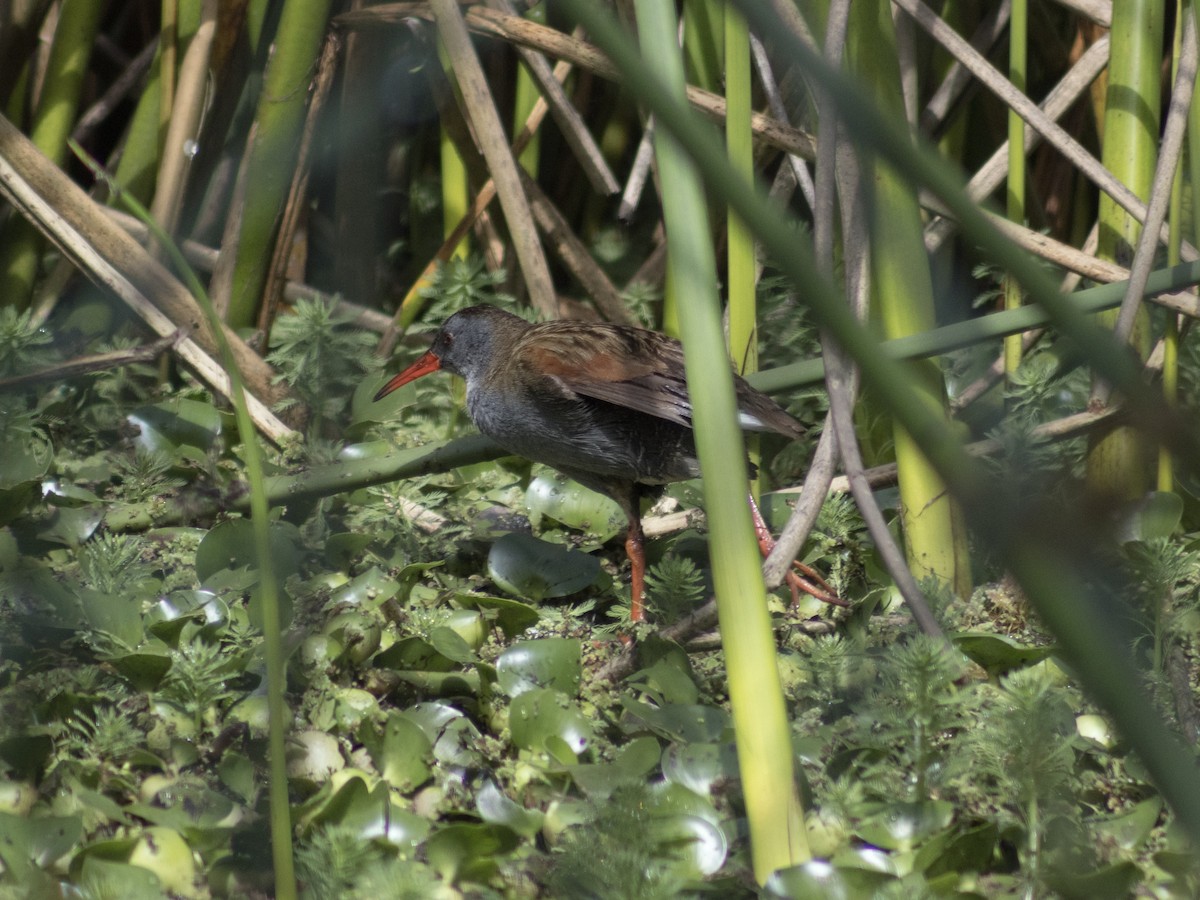 Bogota Rail - ML647039836