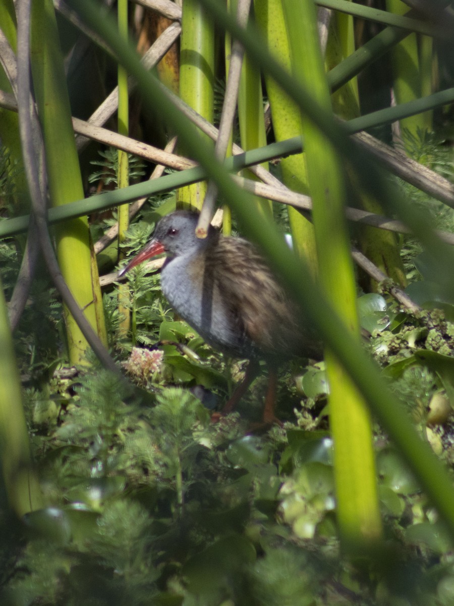 Bogota Rail - ML647039837