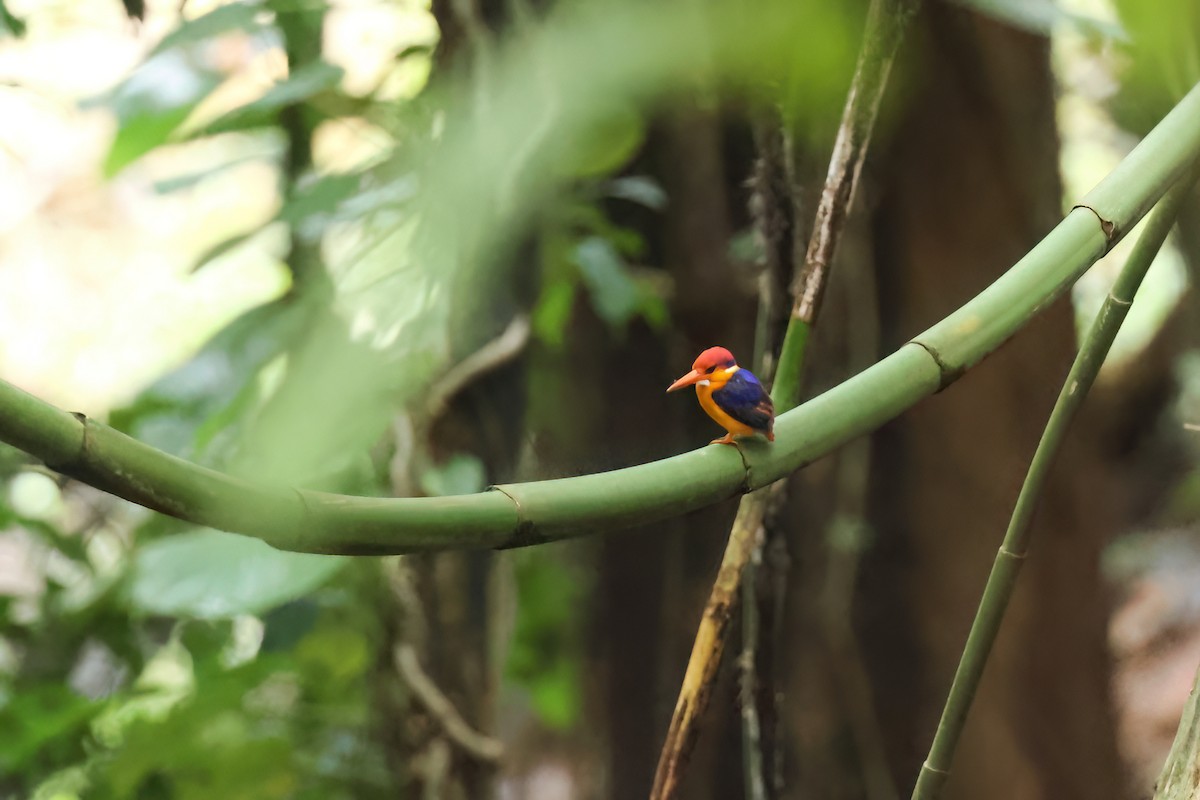 Black-backed Dwarf-Kingfisher - ML647039861
