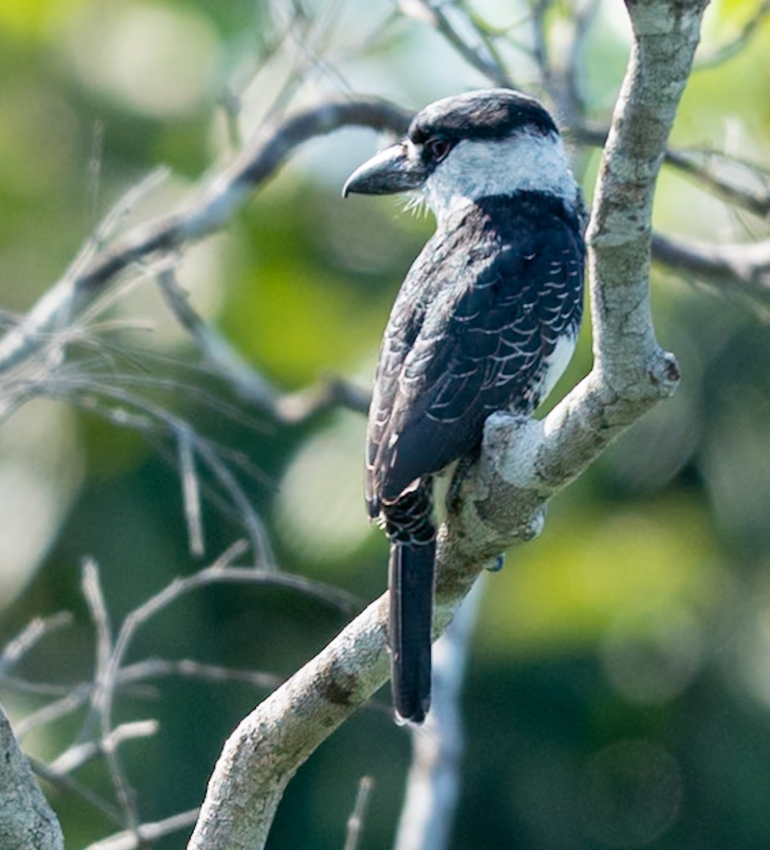 Guianan Puffbird - ML647039867