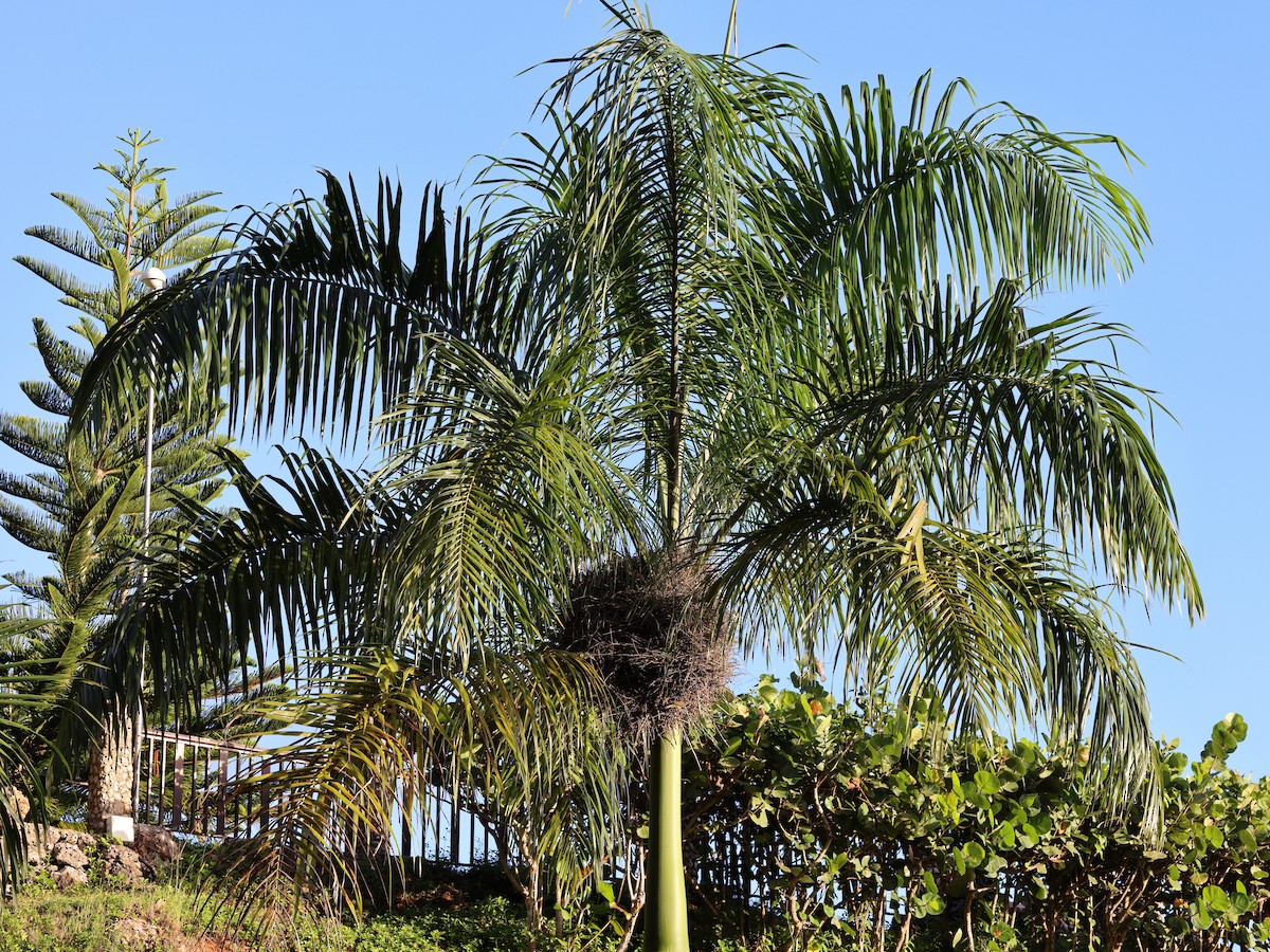 Esclave palmiste - ML647039868