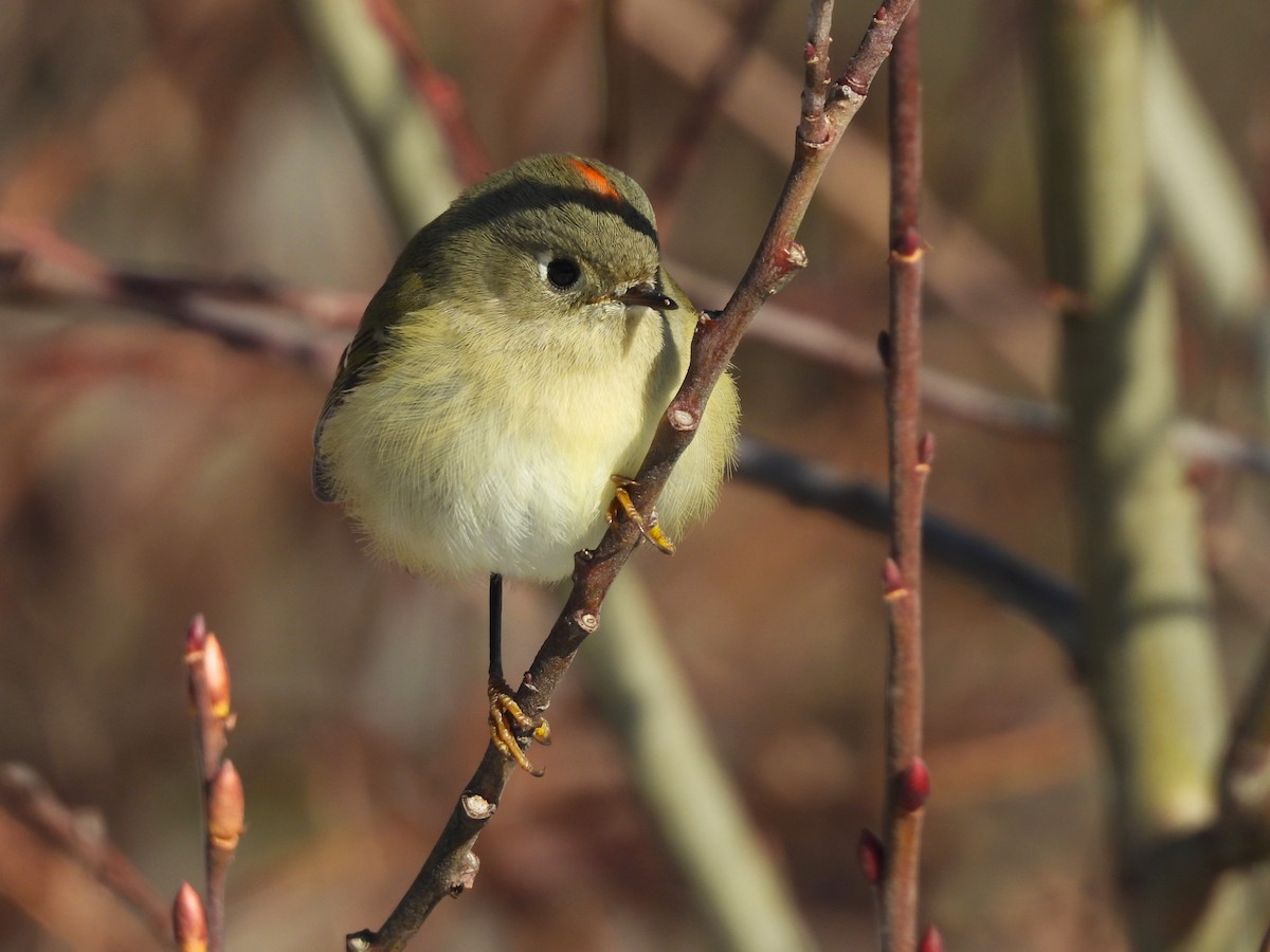 Ruby-crowned Kinglet - ML647039890