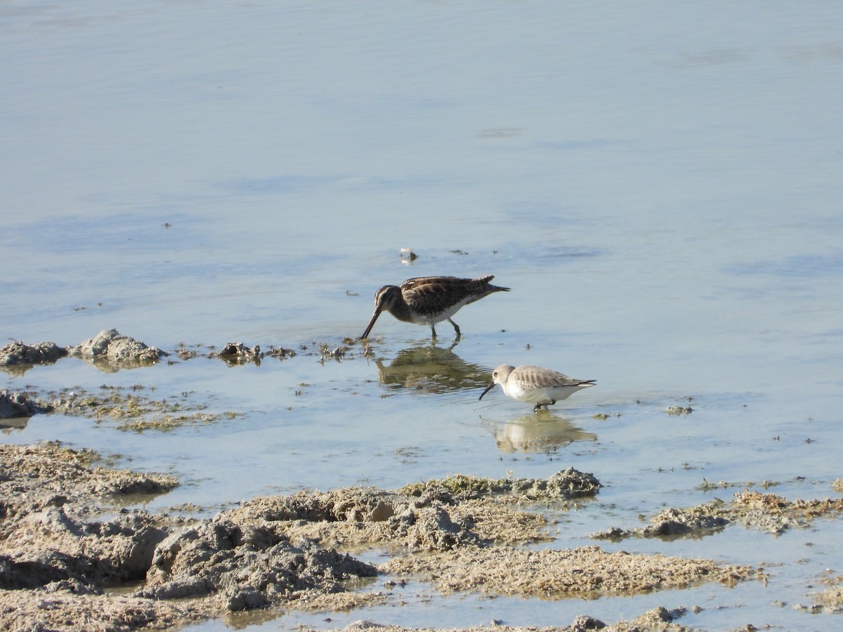 Common Snipe - ML647039891
