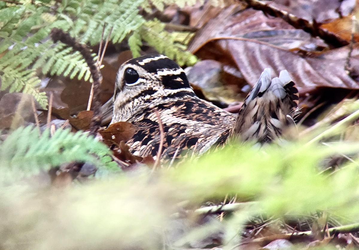 Eurasian Woodcock - ML647039919