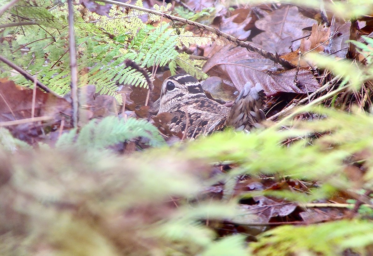 Eurasian Woodcock - ML647039920