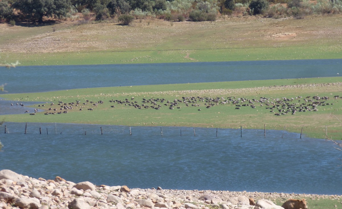 Graylag Goose - ML647039925