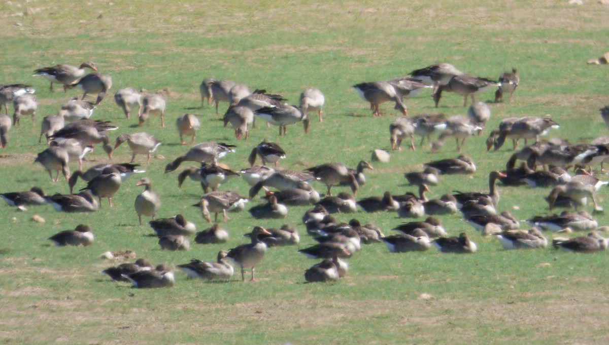 Graylag Goose - ML647039927