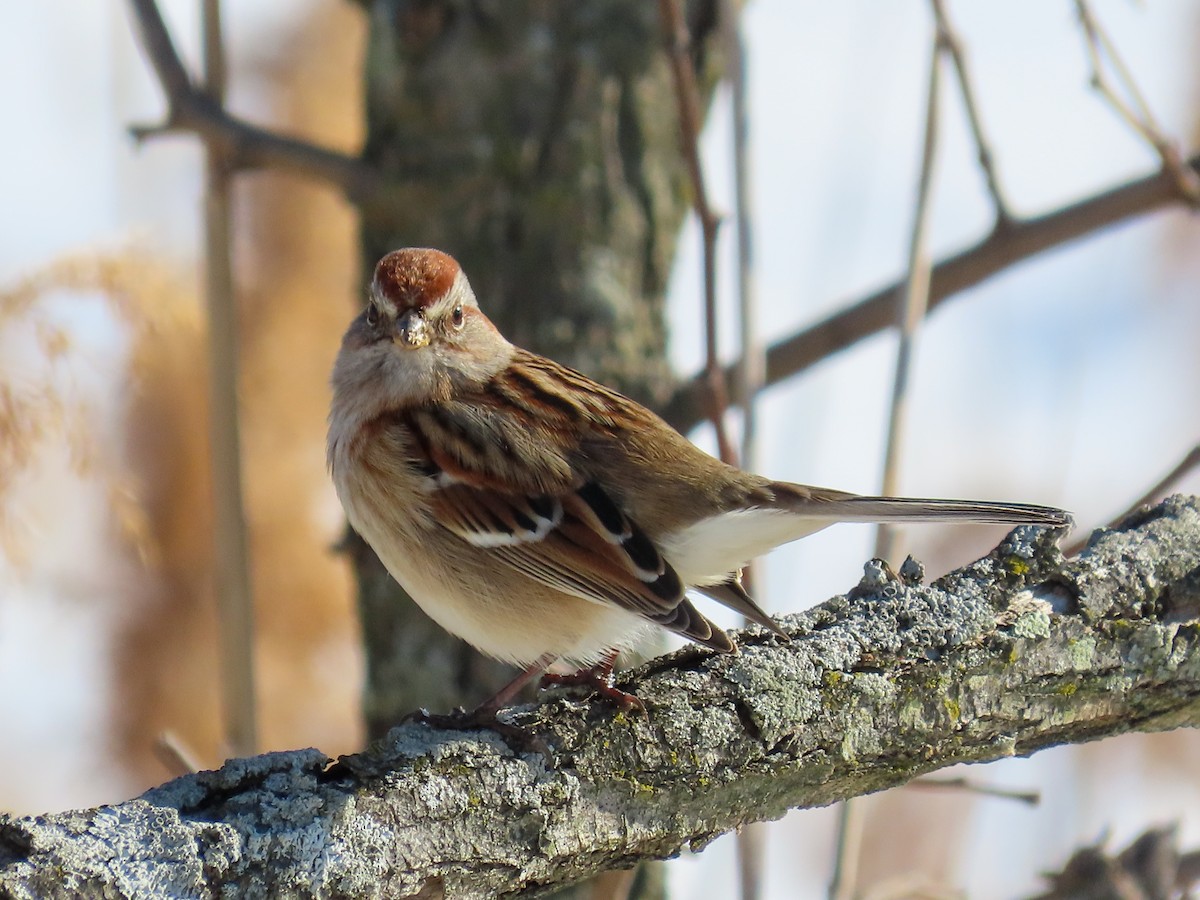 Hudson Körfezi Serçesi - ML647039951