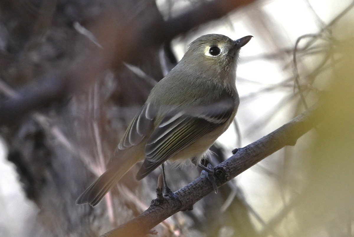 Короткоклювый виреон - ML647039963