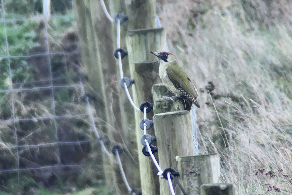 žluna zelená - ML647039967