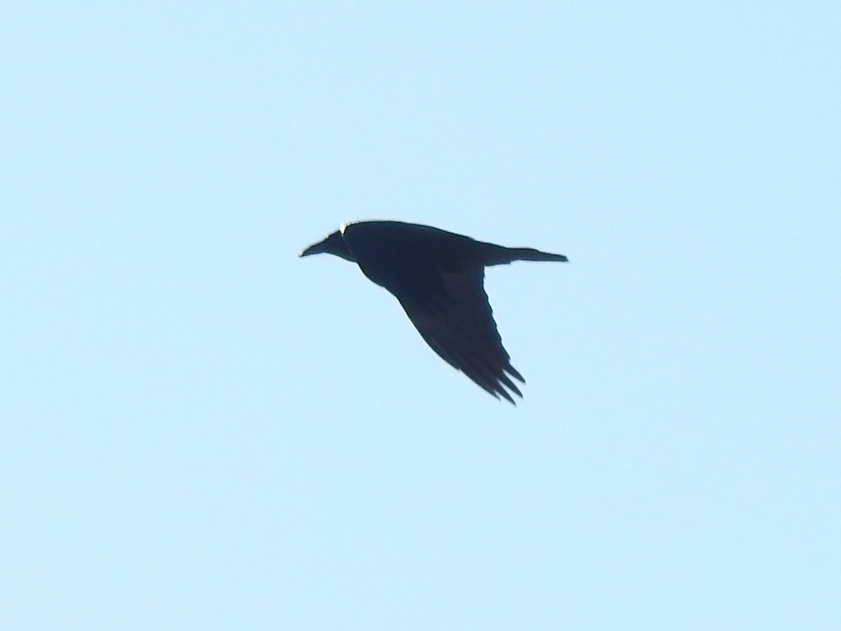 Common Raven - ML647039969