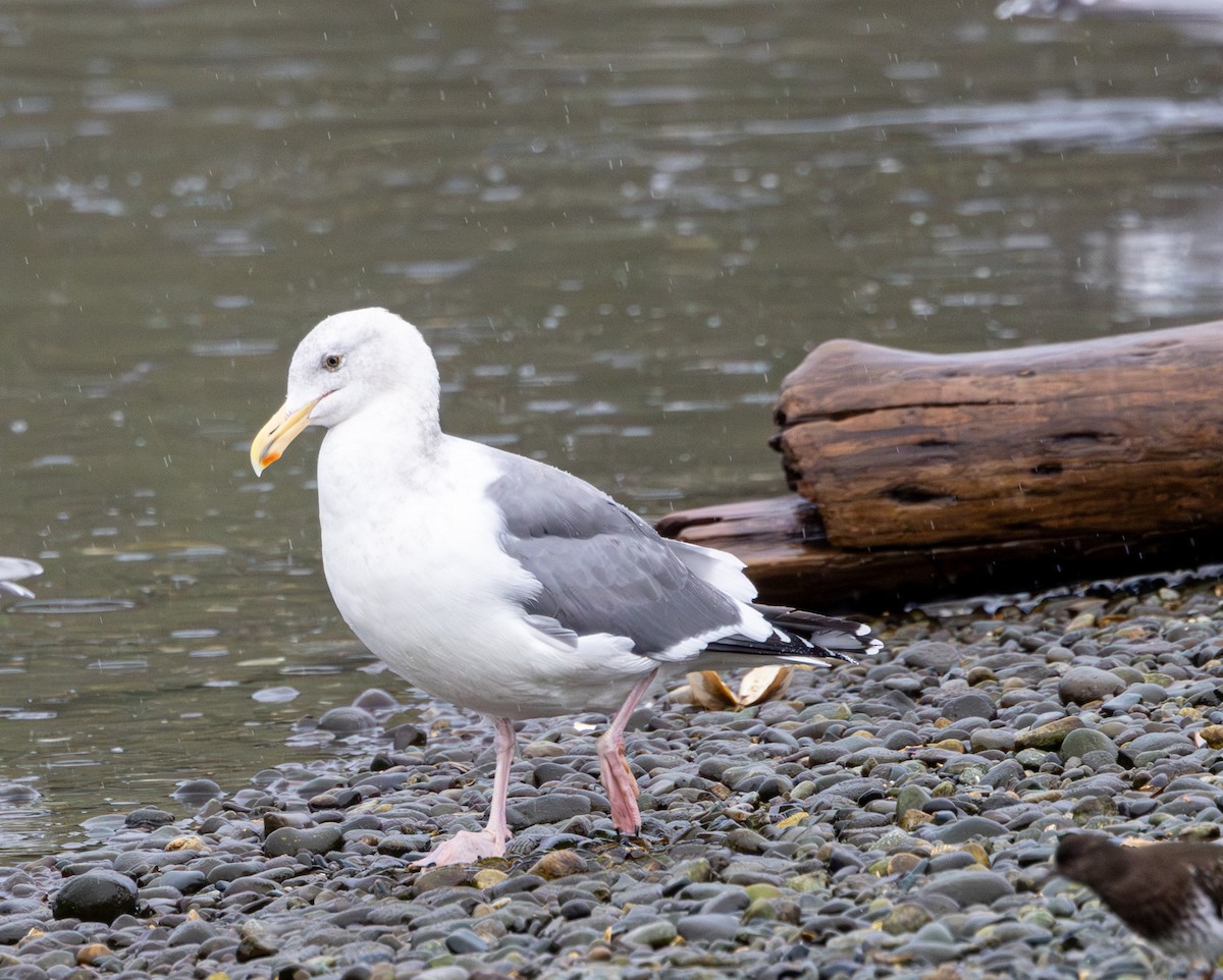 Goéland d'Audubon - ML647039971
