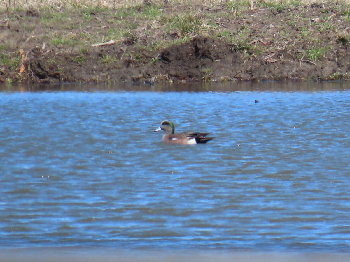 Свищ американський - ML647039989