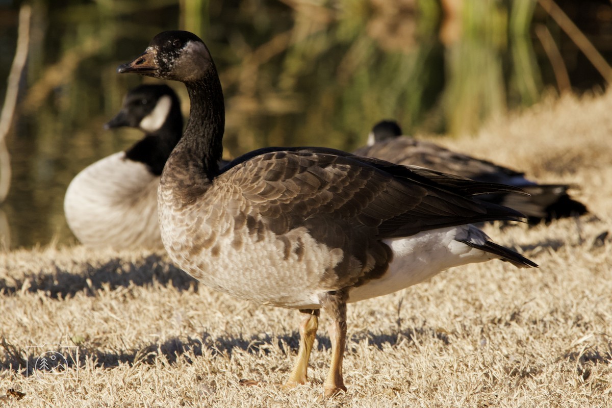Greater White-fronted x Cackling Goose (hybrid) - Kendra Lawrence