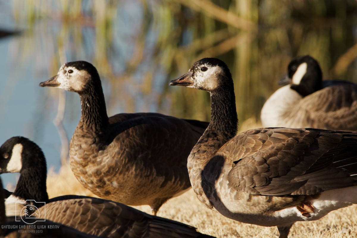 Greater White-fronted x Cackling Goose (hybrid) - Kendra Lawrence