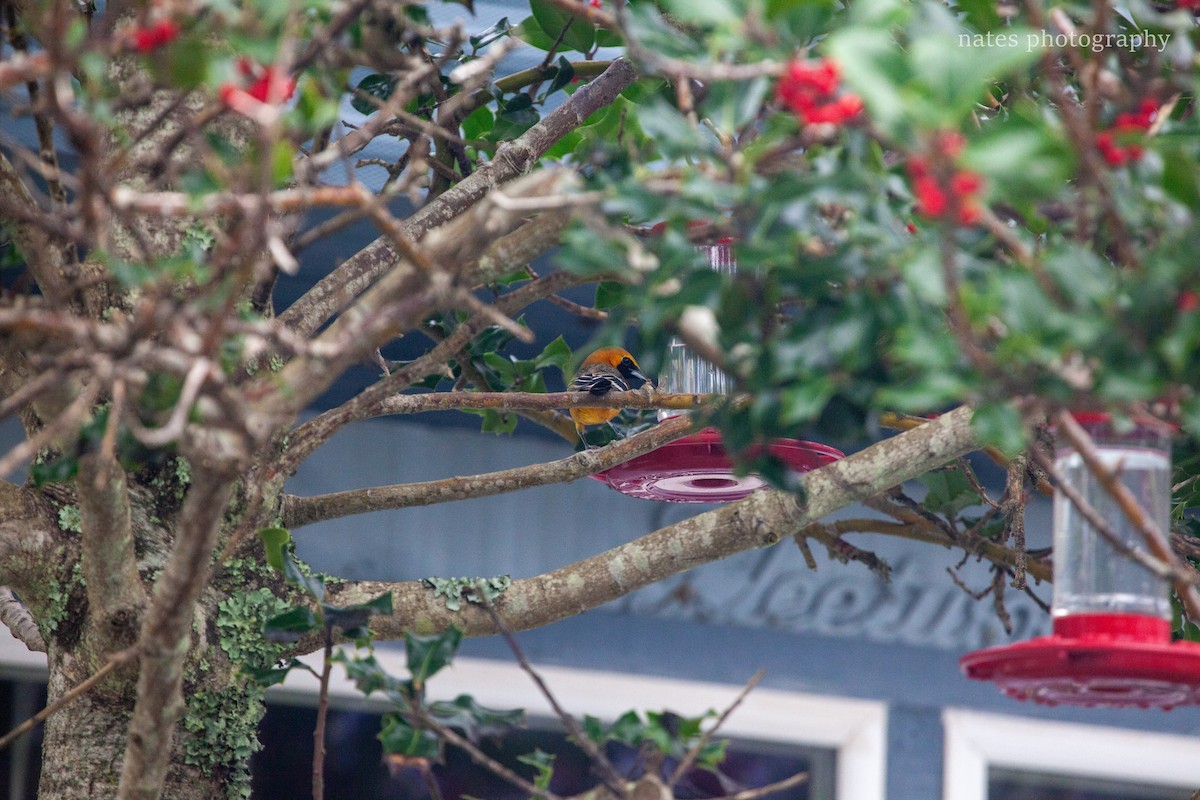 Hooded Oriole - ML647040021