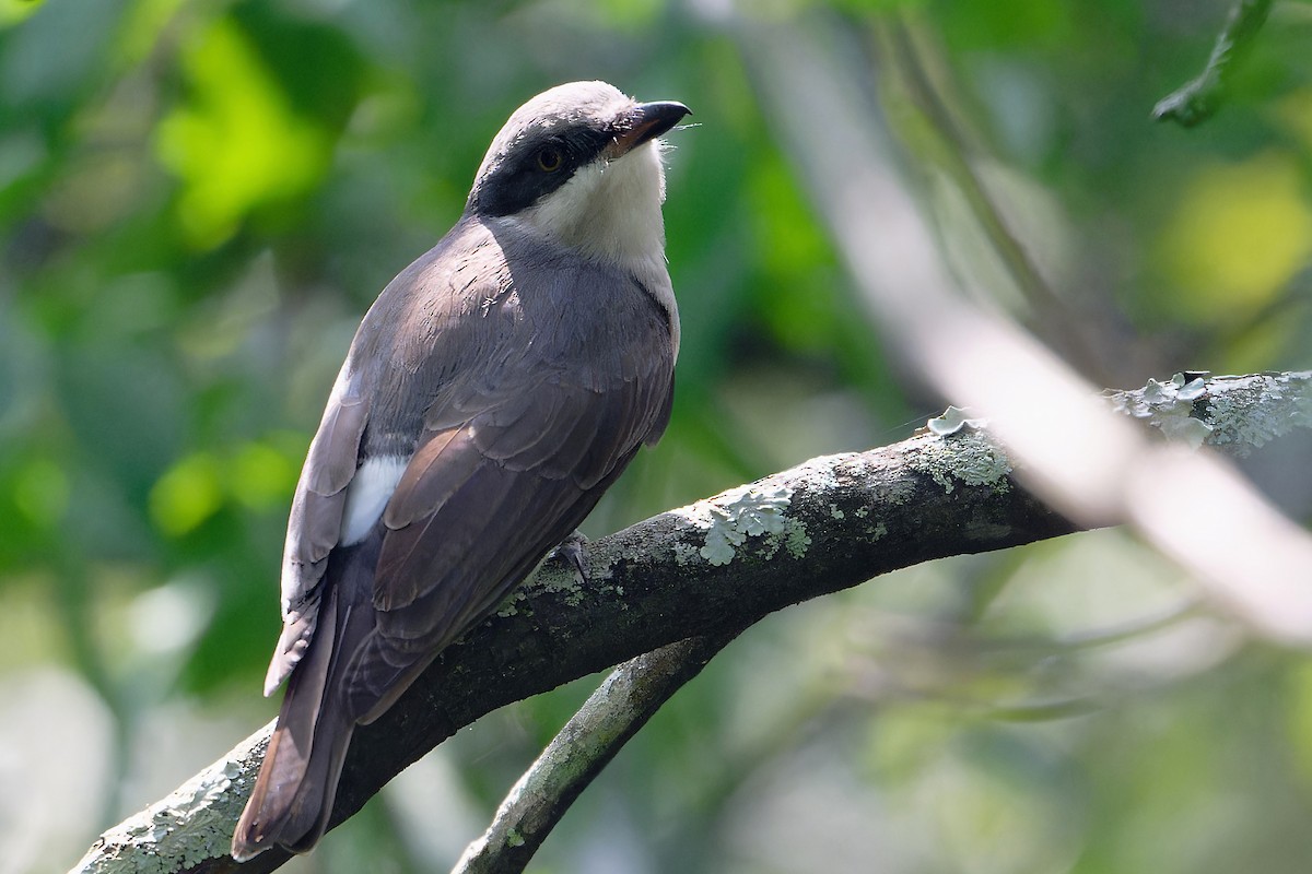 Malabar Woodshrike - ML647040032
