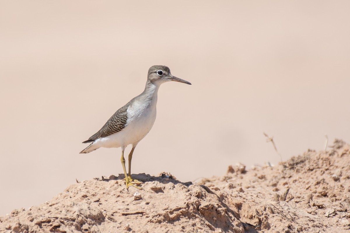 Spotted Sandpiper - ML647040037