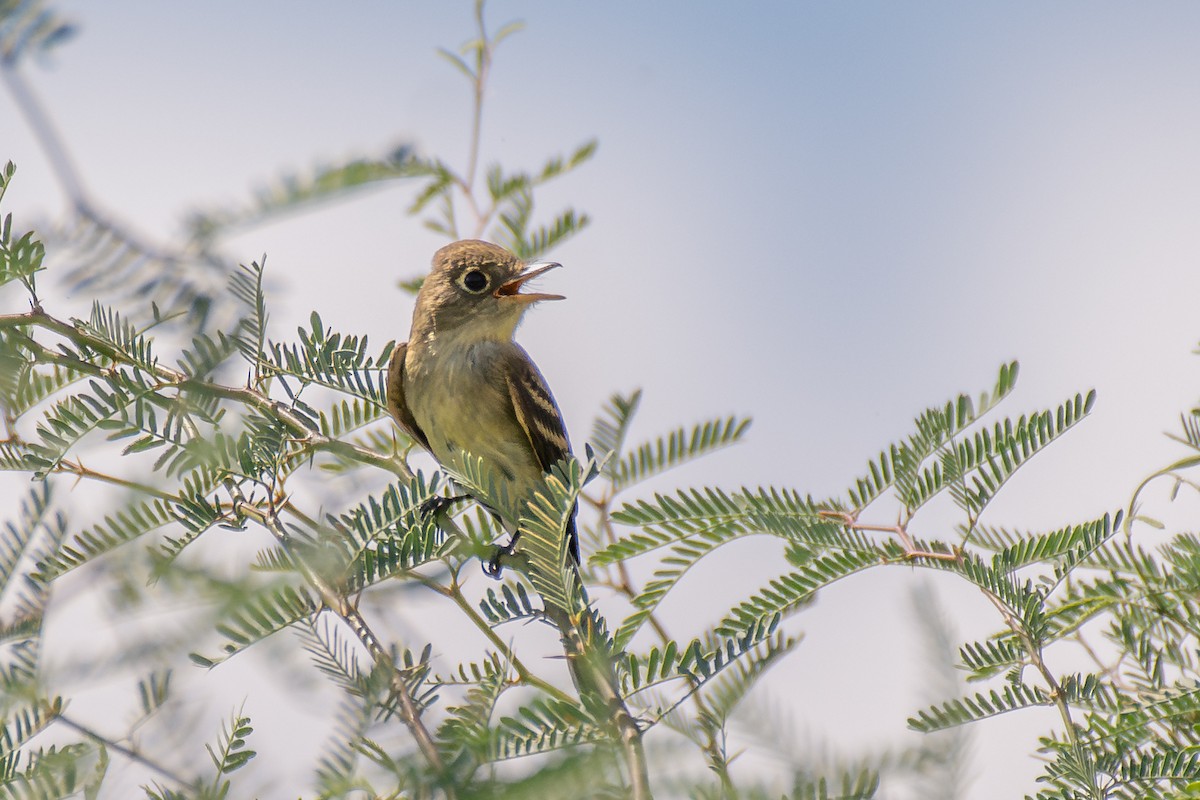 Western Flycatcher - ML647040048