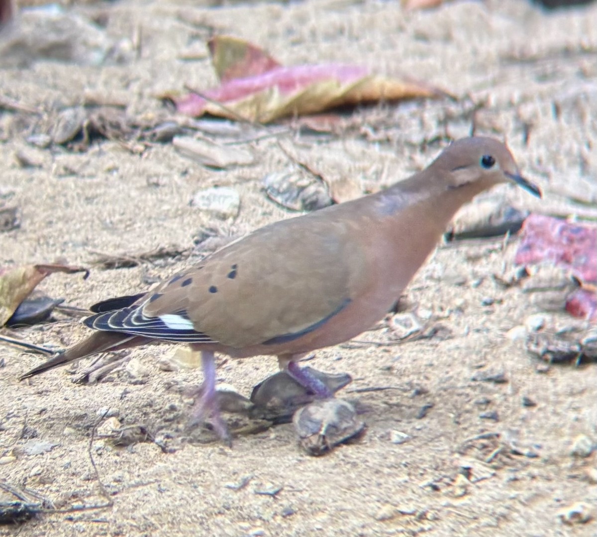 Zenaida Dove - ML647040057