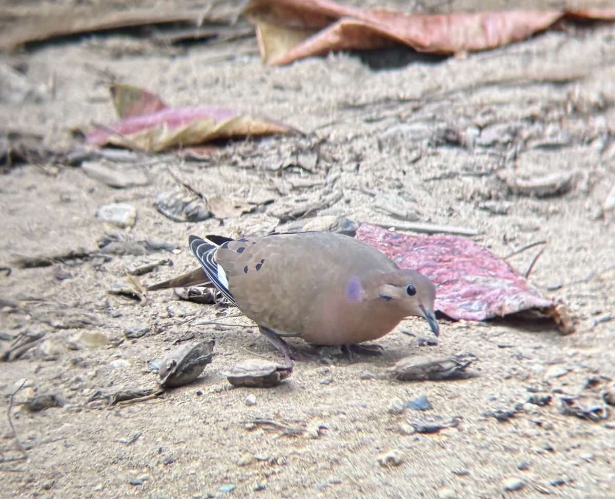 Zenaida Dove - ML647040058