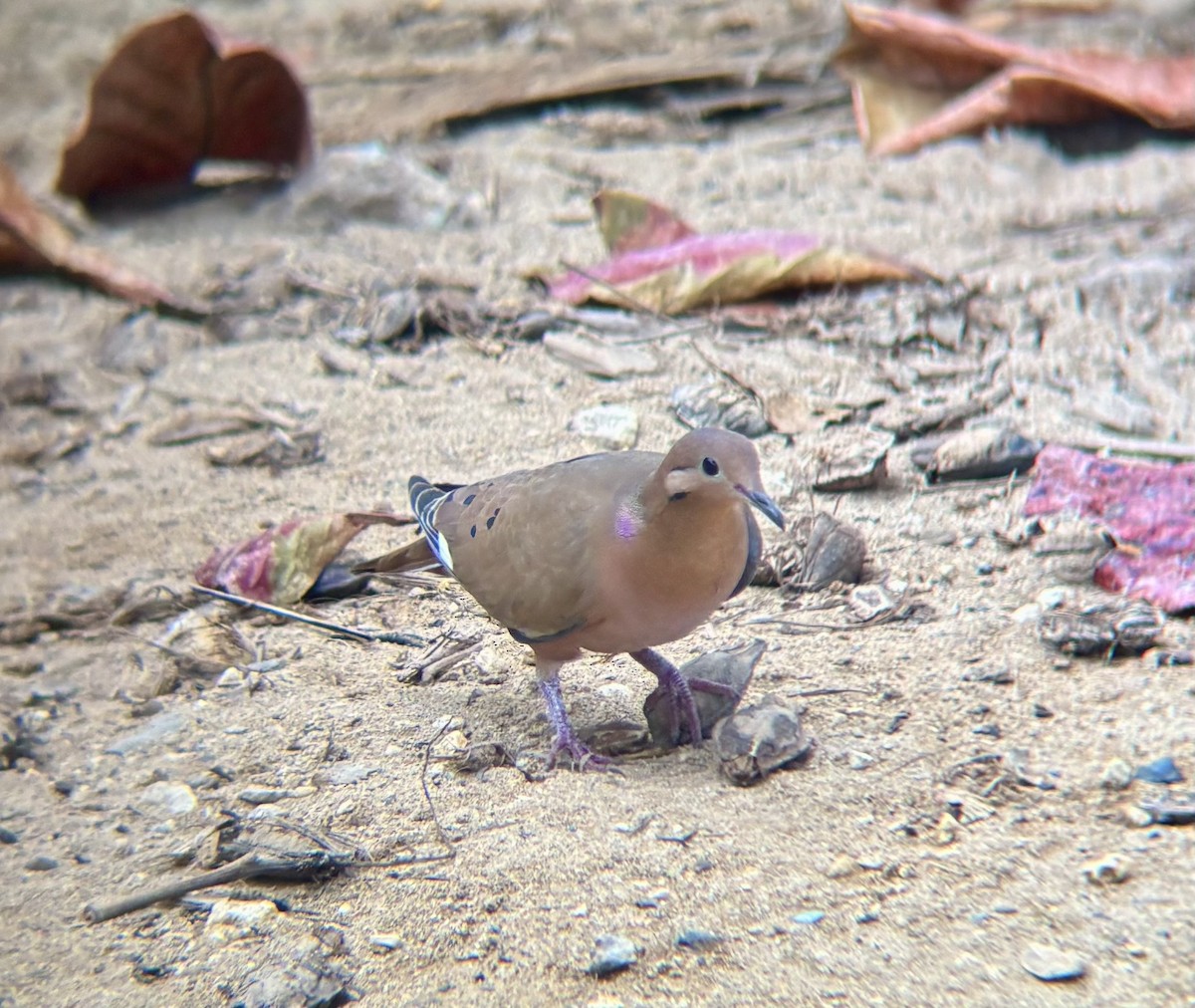 Zenaida Dove - ML647040059