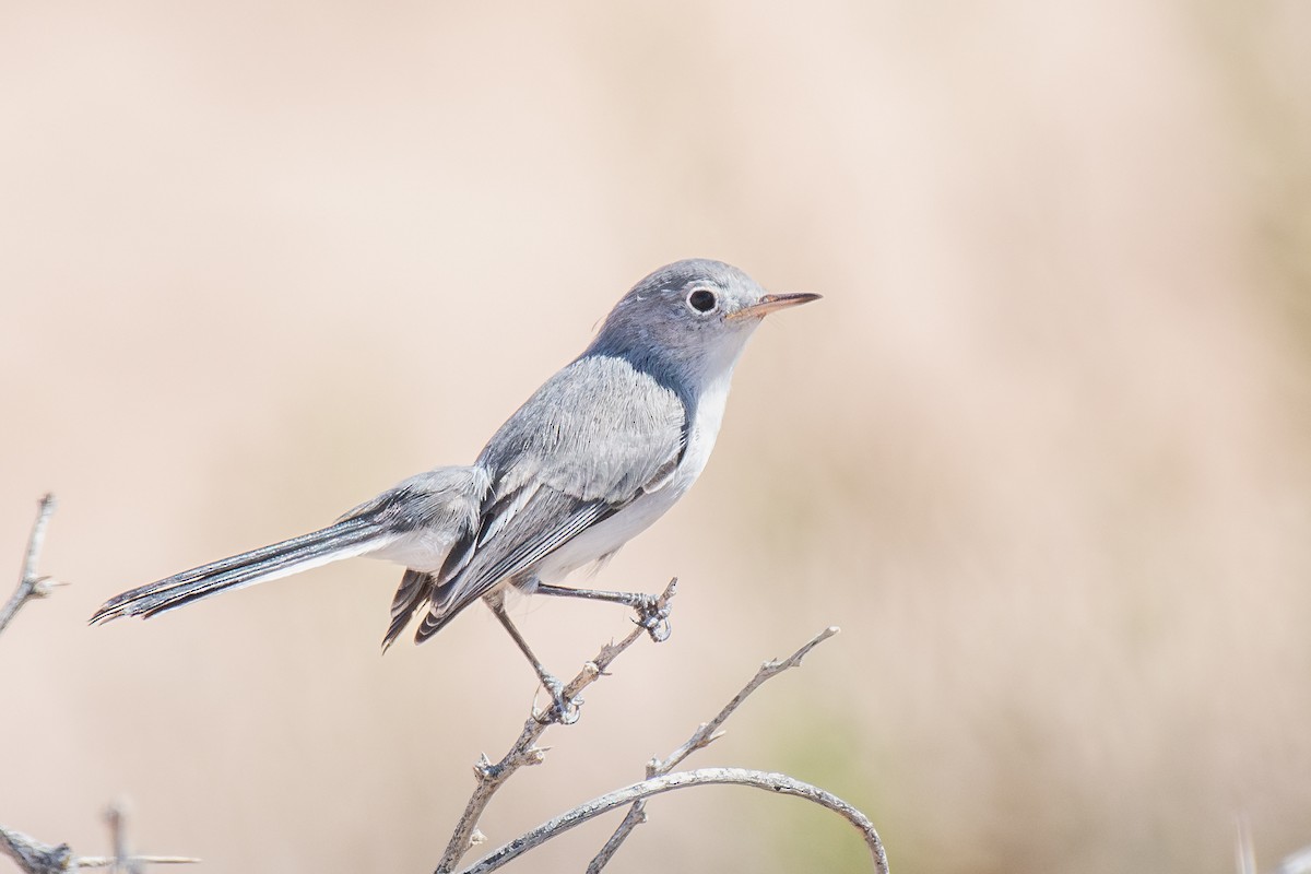 Blue-gray Gnatcatcher - ML647040065