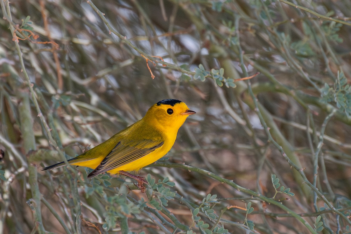 Wilson's Warbler - ML647040067