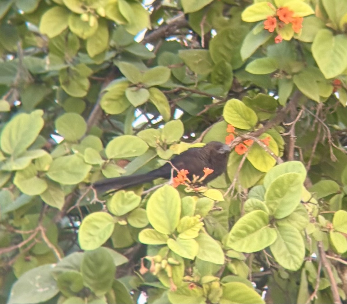 Smooth-billed Ani - ML647040075