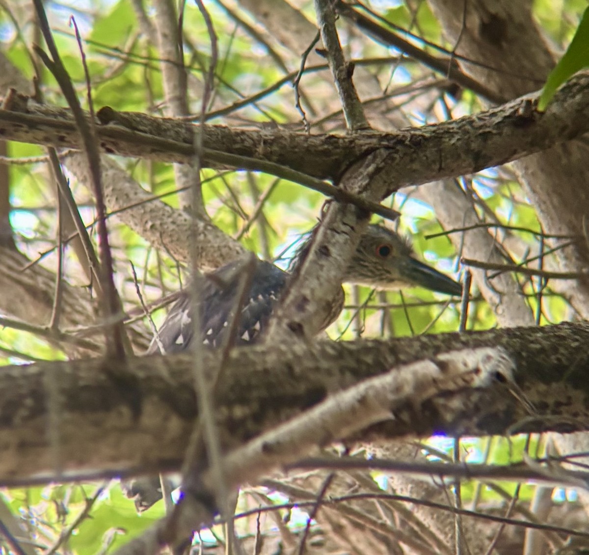 Yellow-crowned Night Heron - ML647040085
